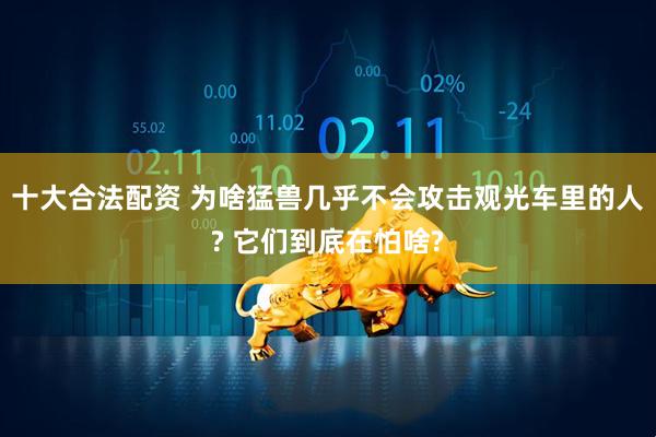 十大合法配资 为啥猛兽几乎不会攻击观光车里的人? 它们到底在怕啥?