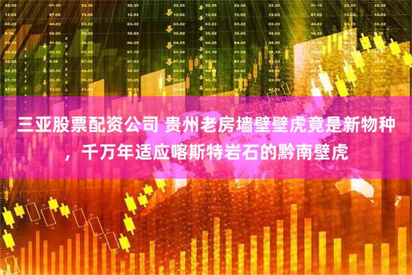 三亚股票配资公司 贵州老房墙壁壁虎竟是新物种，千万年适应喀斯特岩石的黔南壁虎